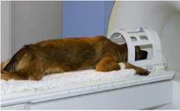 Kosten Mrt Hund Kopf Kosten Mrt Hund Kopf