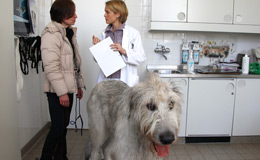 Entlassung Hund