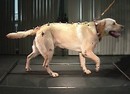 Labrador Laufband1